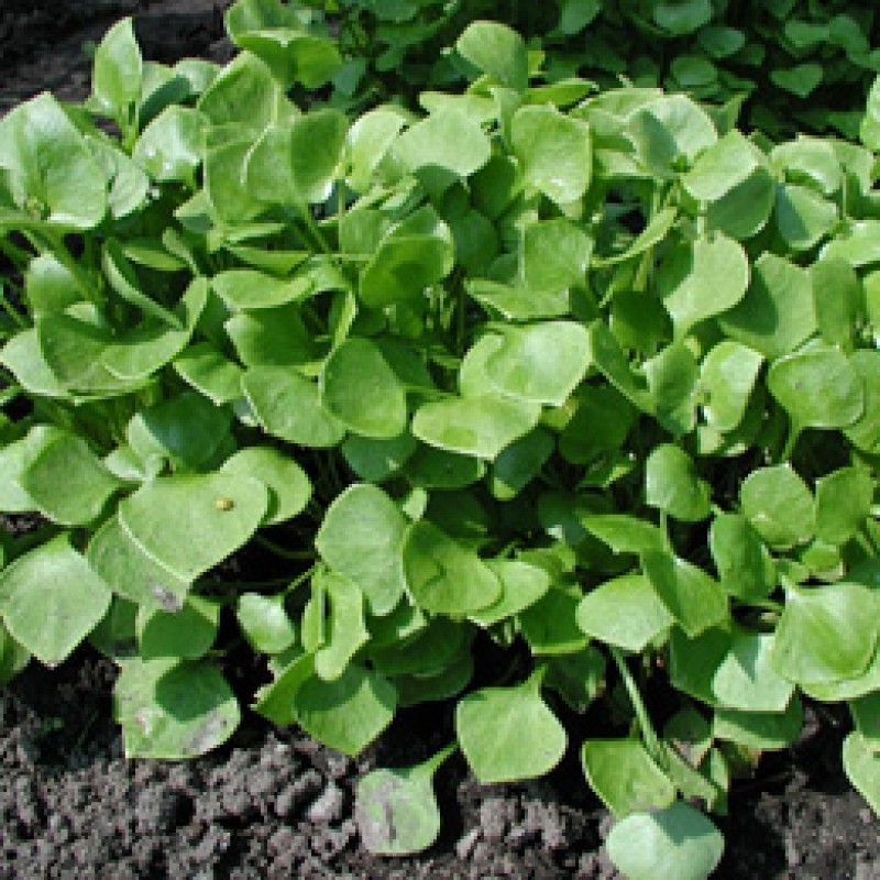 Winterpostelein, Claytonia perfoliata