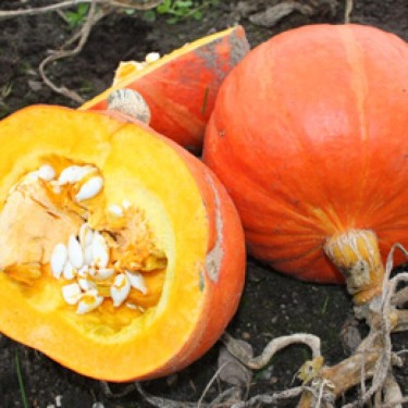 Pompoen Tractor F1, Cucurbita maxima