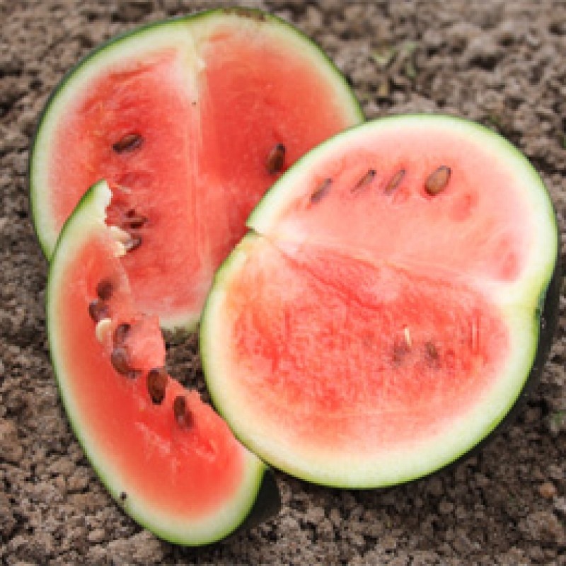 Watermeloen Sugar baby, Citrullus lanatus