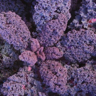 Boerenkool Roter Grunkohl, Brassica oleracea var. laciniata