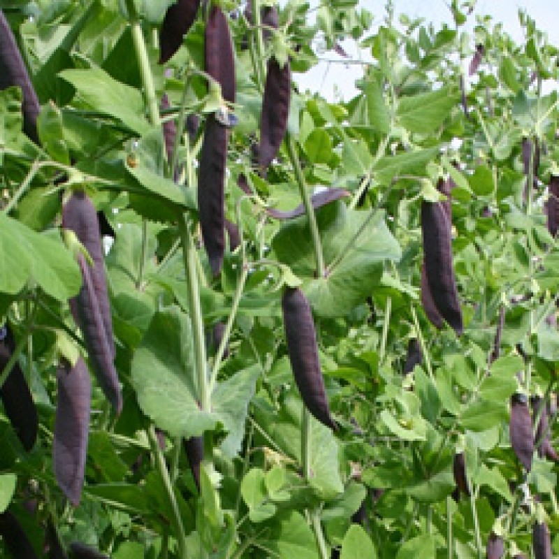 Capucijner Blauwschokkers, Pisum sativum