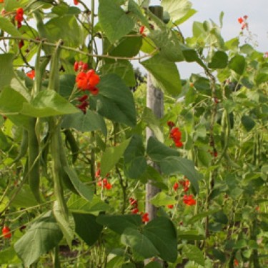 Pronkboon Lady Di, Phaseolus coccineus