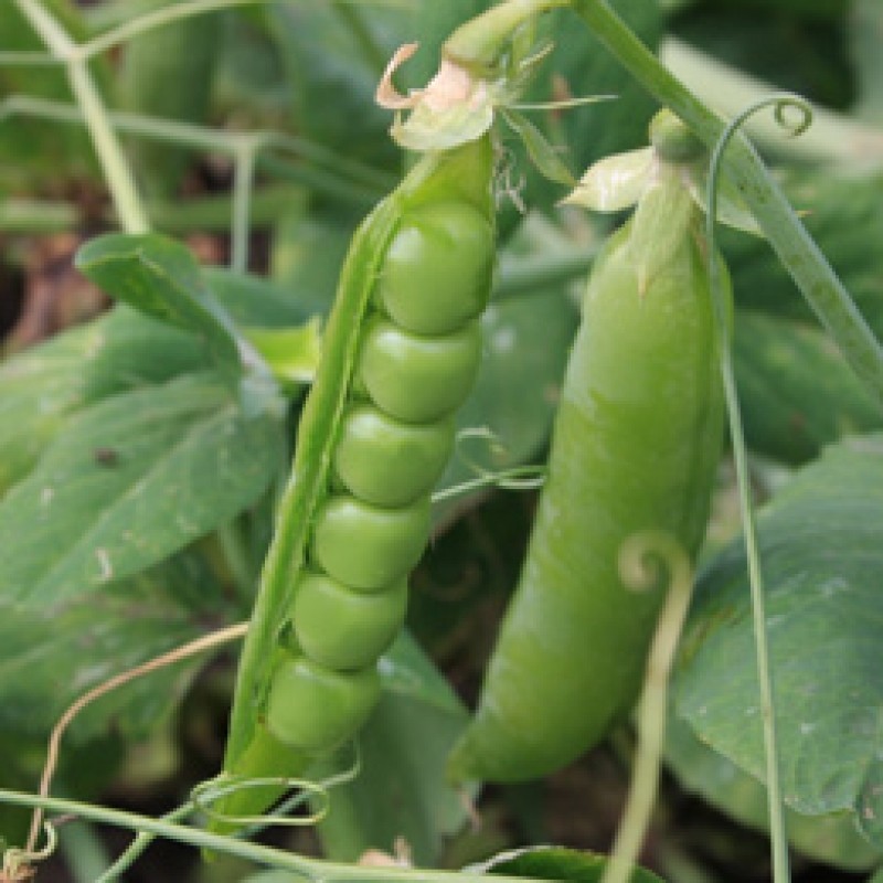 Stamdoperwt Kelvedon Wonder, Pisum sativum