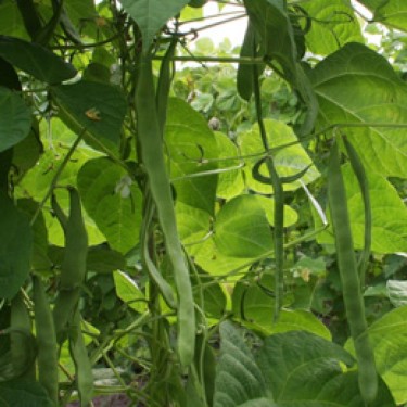 Stoksnijboon Vitalis, Phaseolus vulgaris