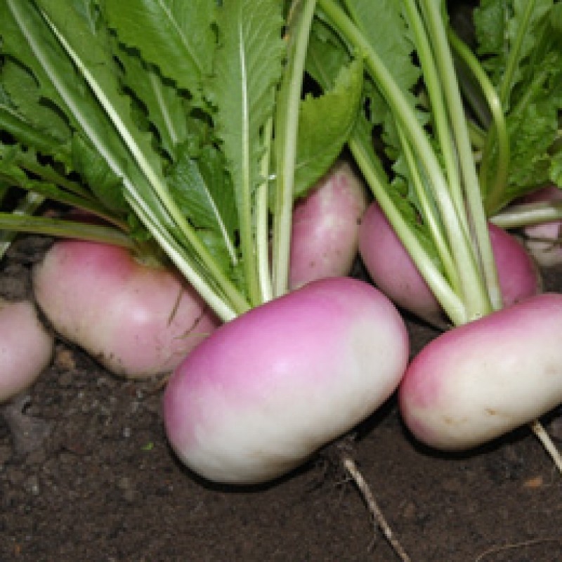 Meiraap Milanese witte roodkop, Brassica rapa var. majalis