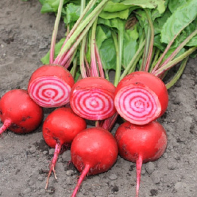 Rode biet Chioggia, Beta vulgaris var. rubra