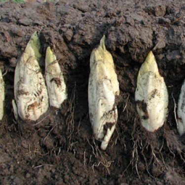 Witlof Hollandse Middelvroeg, Cichorium intybus var. foliosum
