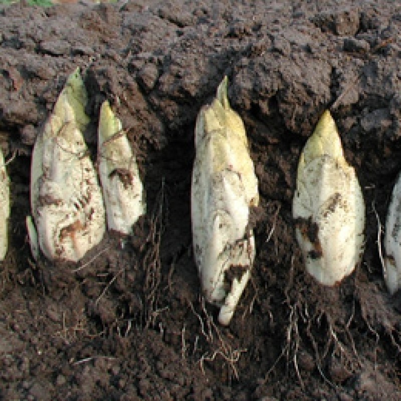 Witlof Hollandse Middelvroeg, Cichorium intybus var. foliosum