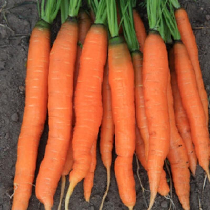 Zomerwortel Amsterdamse Bak 2, Daucus carota sativus