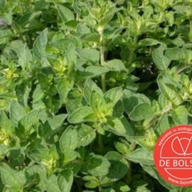 Wilde marjolein, Origanum vulgare