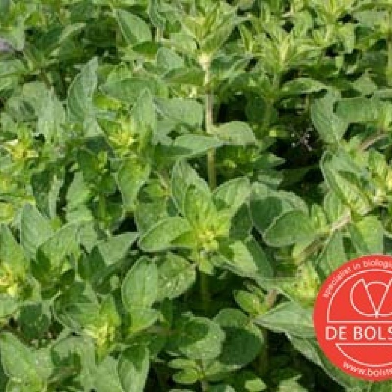 Wilde marjolein, Origanum vulgare