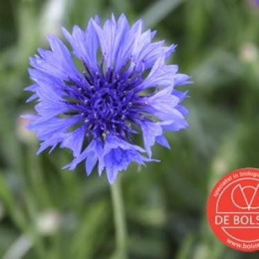 Centaurea cyanus, Korenbloem