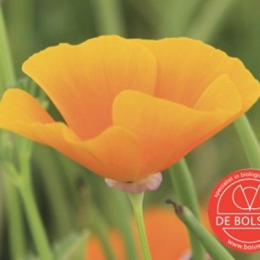 Eschscholzia californica, Slaapmutsje, oranje