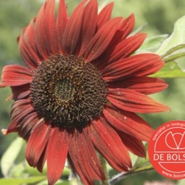 Helianthus annuus, Zonnebloem, middel, rood