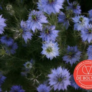 Nigella damascena, Juffertje in het groen