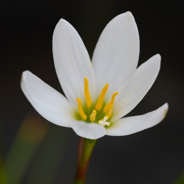 Zephyranthes candida 