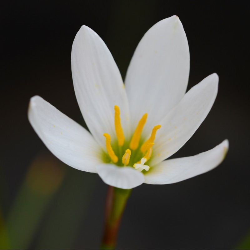 Zephyranthes candida 