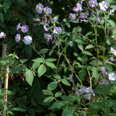 Solanum tuberosum ‘Grimpanti’