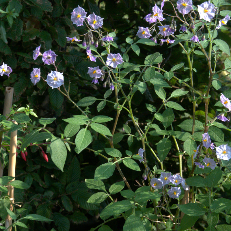 Solanum tuberosum ‘Grimpanti’