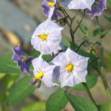 Solanum tuberosum ‘Grimpanti’