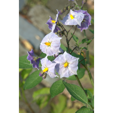 Solanum tuberosum ‘Grimpanti’