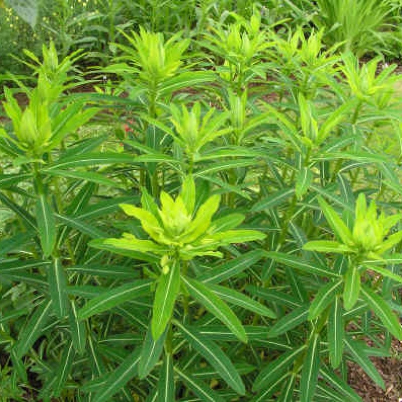 Euphorbia cornigera 'Goldener Turm'