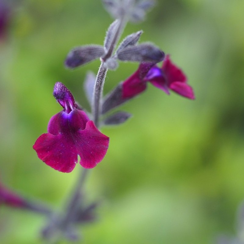 Salvia greggii 'Nachtvlinder'