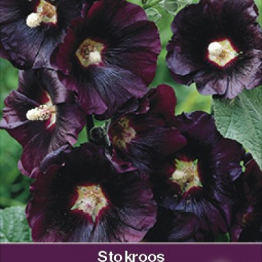 Alcea rosea 'Nigra'