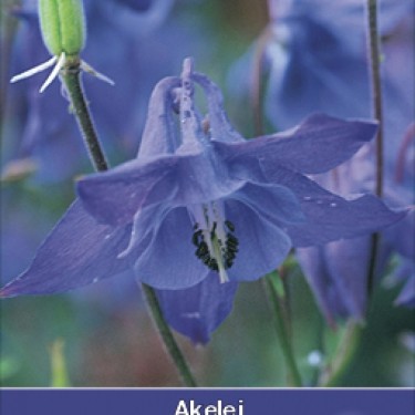 Aquilegia vulgaris