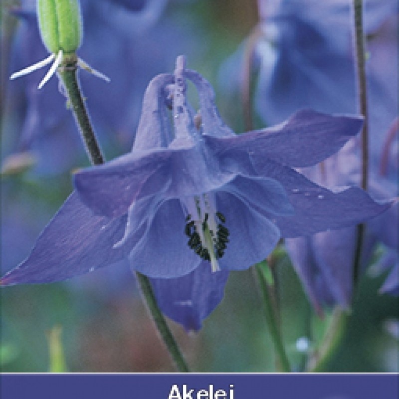 Aquilegia vulgaris