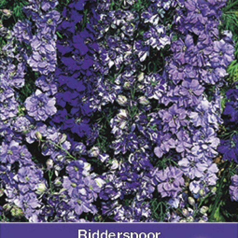 Consolida ajacis 'Blauw Boeket'