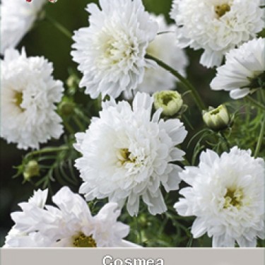 Cosmos bipinnatus 'Snow Puff'