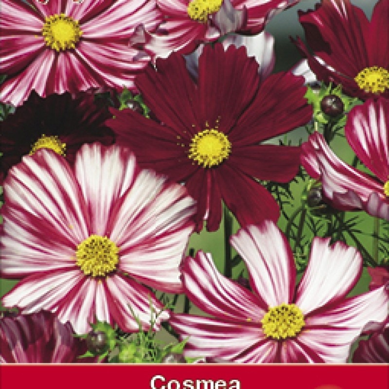 Cosmos bipinnatus 'Velouette'