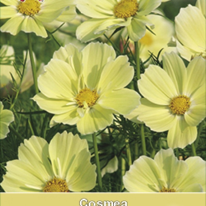 Cosmos bipinnatus 'Xanthos'