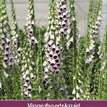 Digitalis purpurea 'Pam's Choice'