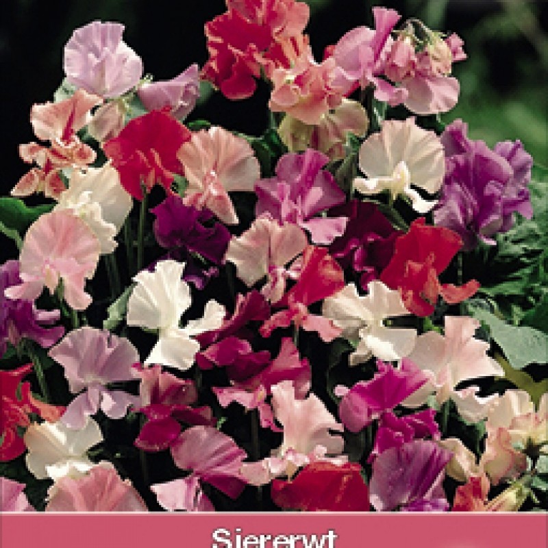 Lathyrus odoratus 'Fragrantissima'