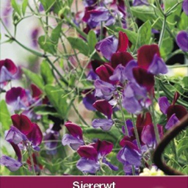 Lathyrus odoratus 'Matucana'