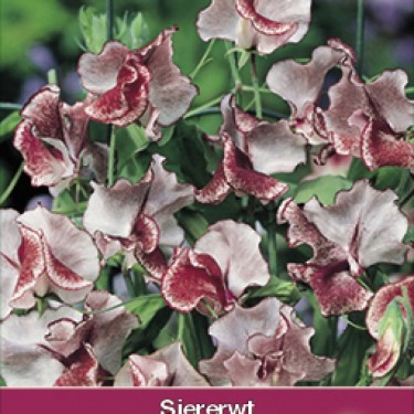 Lathyrus odoratus 'Wiltshire Ripple'