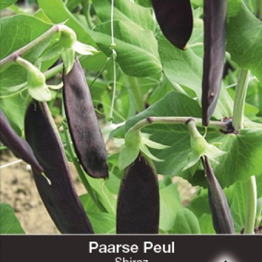 Paarse peul, Pisium sativum 'Shiraz'