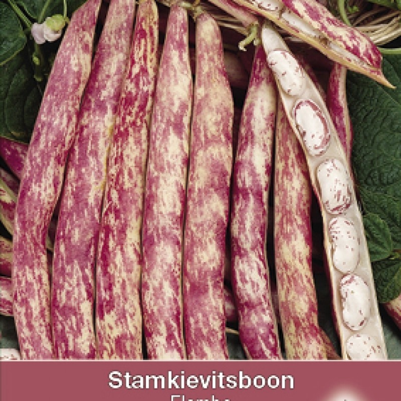 Stamkievitsboon 'Flambo'
