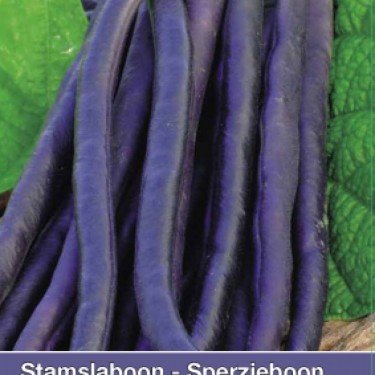 Stamslaboon, Phaseolus vulgaris 'Amethyst', 30 gr.