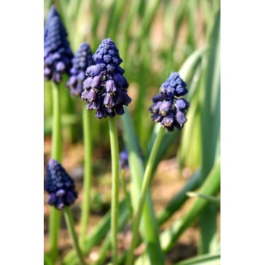 Bellevalia atroviolacea
