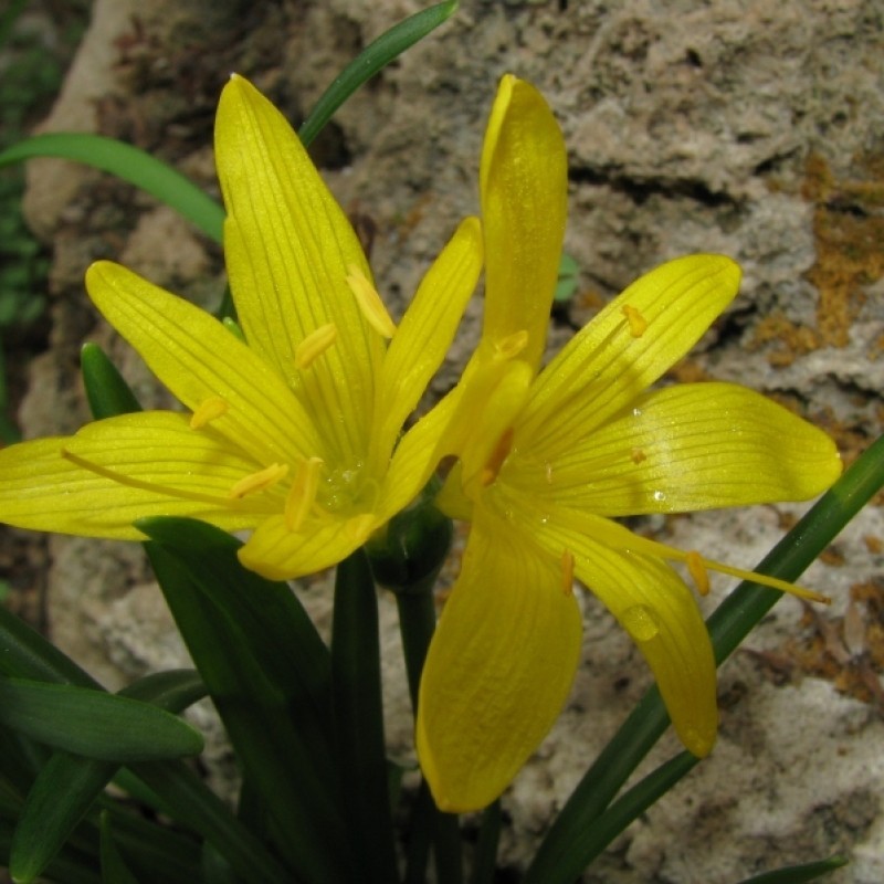 Sternbergia greuteriana