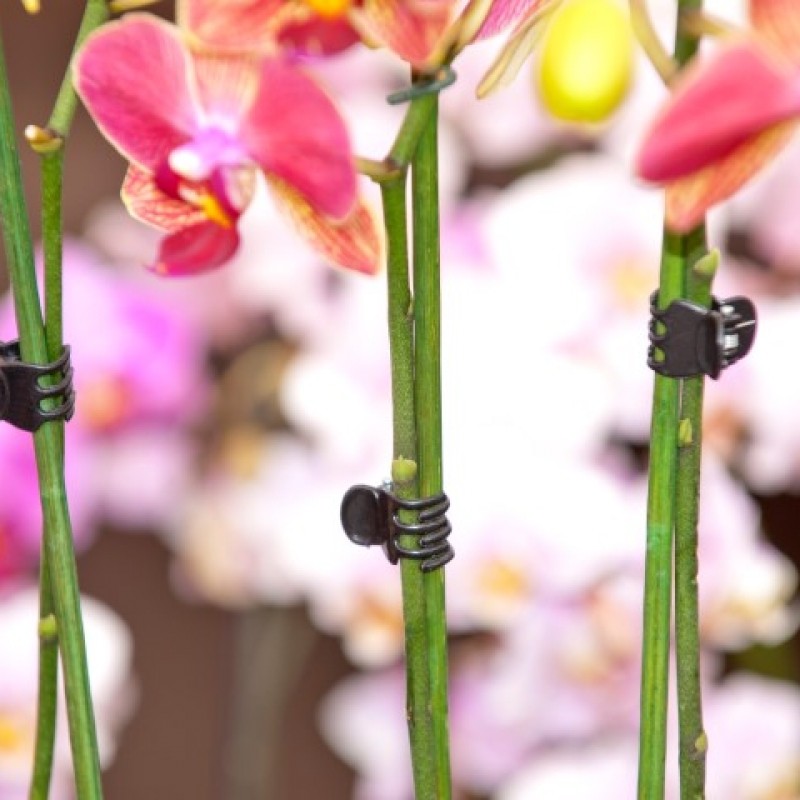 Plantenklemmen, orchideeènclips