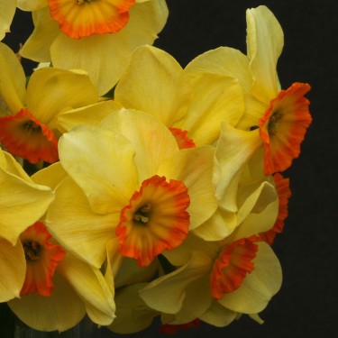 Narcissus 'La Belle'