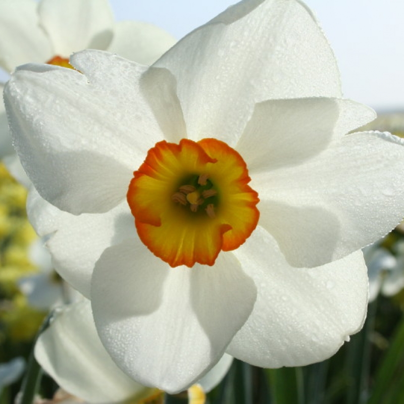 Narcissus 'Cardinham'