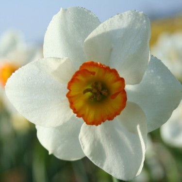 Narcissus 'Dunskey'