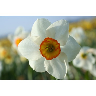 Narcissus 'Dunskey'
