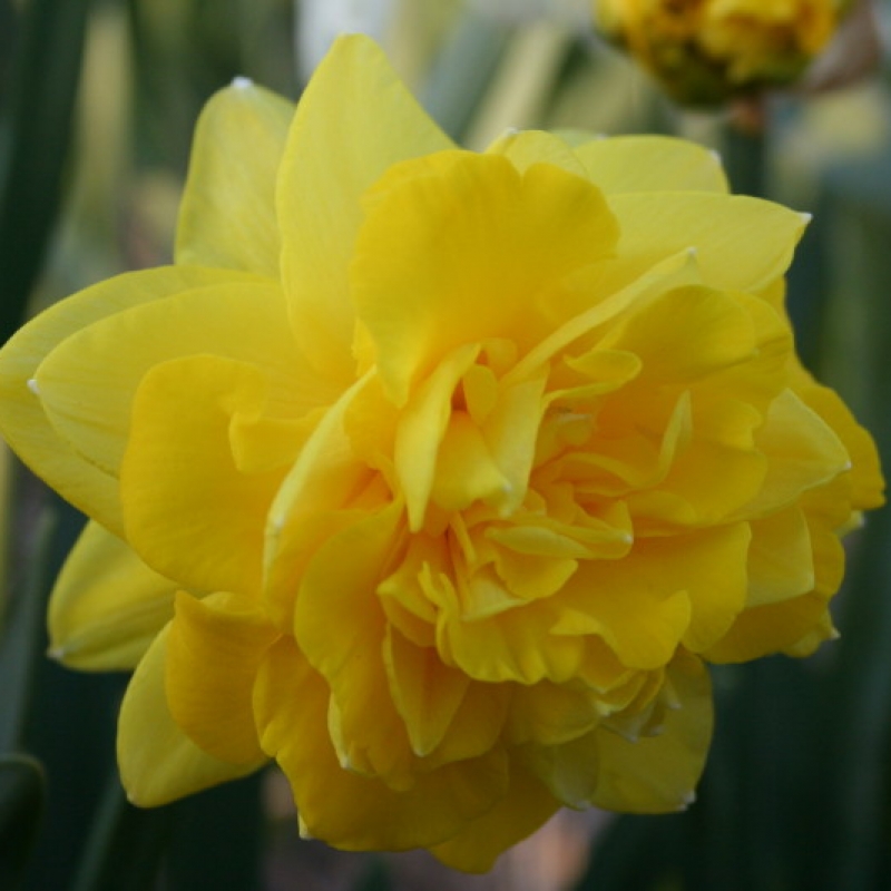 Narcissus 'Eastertide'