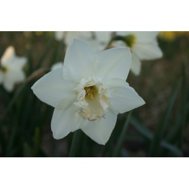 Narcissus 'Bridal Brocade'